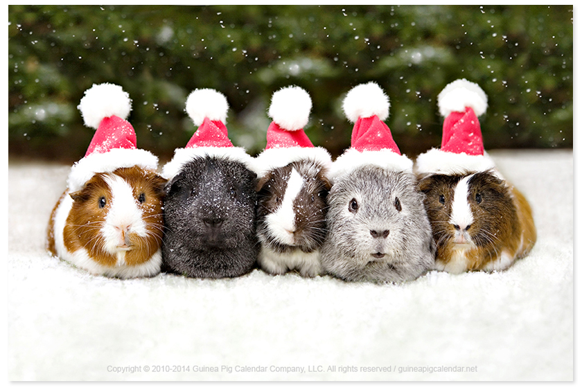 MERRY CHRISTMAS! GUINEA PIGS WITH SANTA HATS ON IN THE SNOW