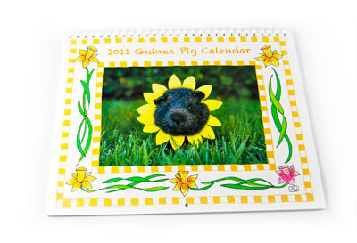 Guinea pig 2011 Calendar