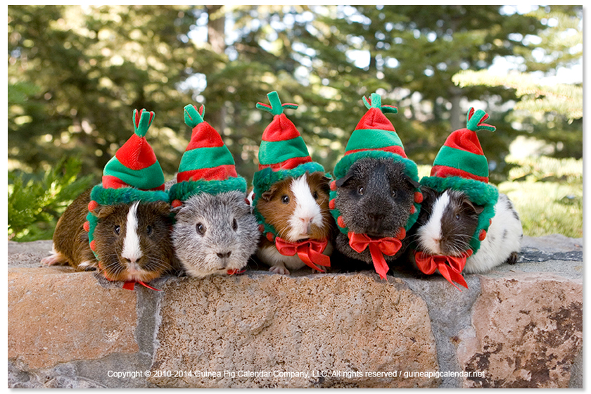 Happy Holidays from the Guinea Pig Calendar Company!