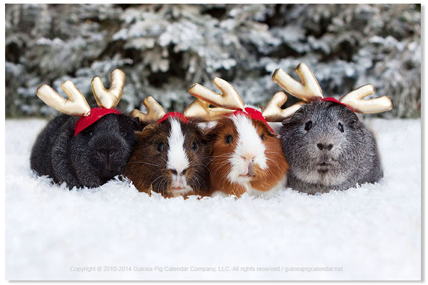 Happy Holidays from the Guinea Pig Calendar Company!