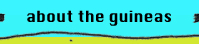 About the guineas