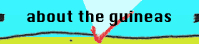 About the Guineas
