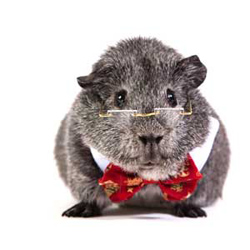 Possum guinea pig