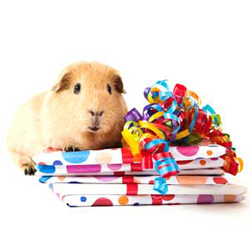 Gordon guinea pig
