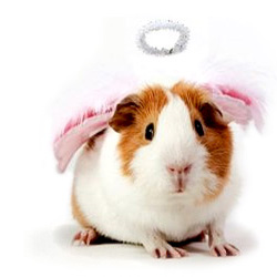 Utah guinea pig angel