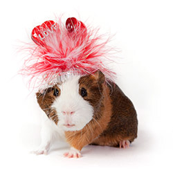 Mochaccino guinea pig